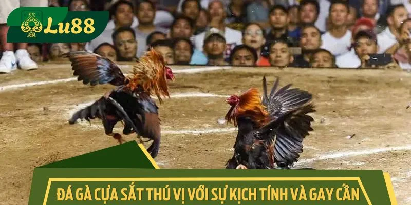 Đá gà cựa sắt thú vị với sự kịch tính và gay cấn