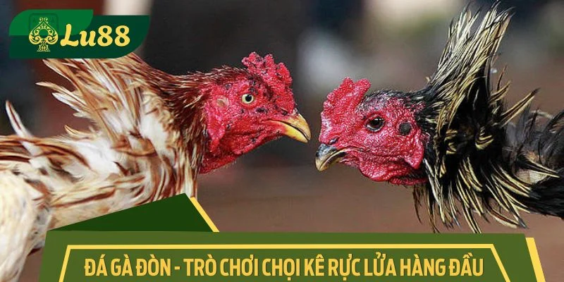 Đá gà đòn - trò chơi chọi kê rực lửa hàng đầu 2025