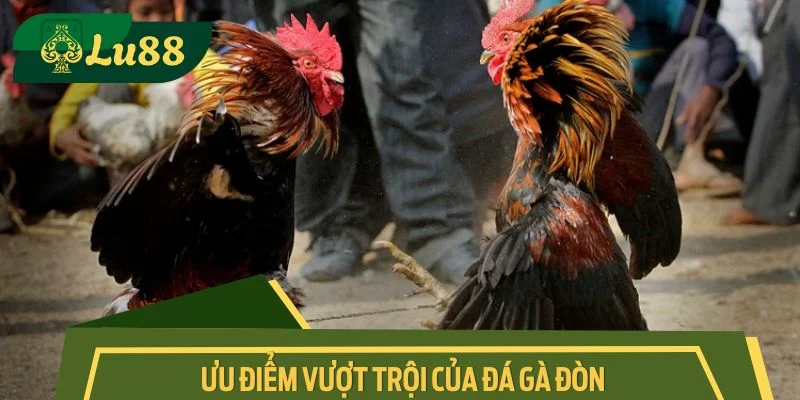 Ưu điểm vượt trội của đá gà đòn 