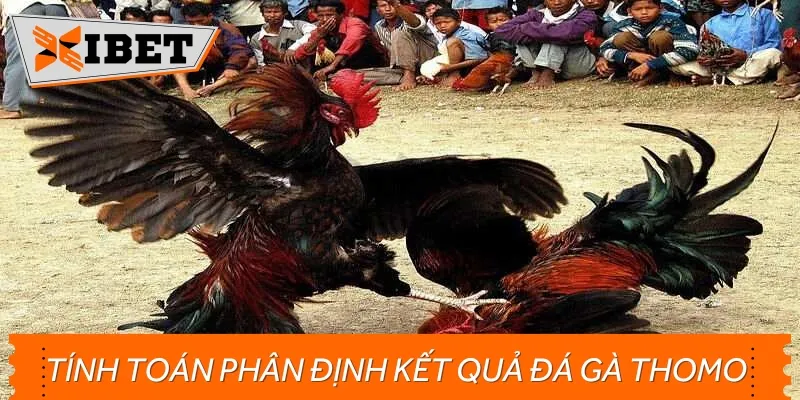 Cách phân định thắng thua trong đá gà trường gà Thomo