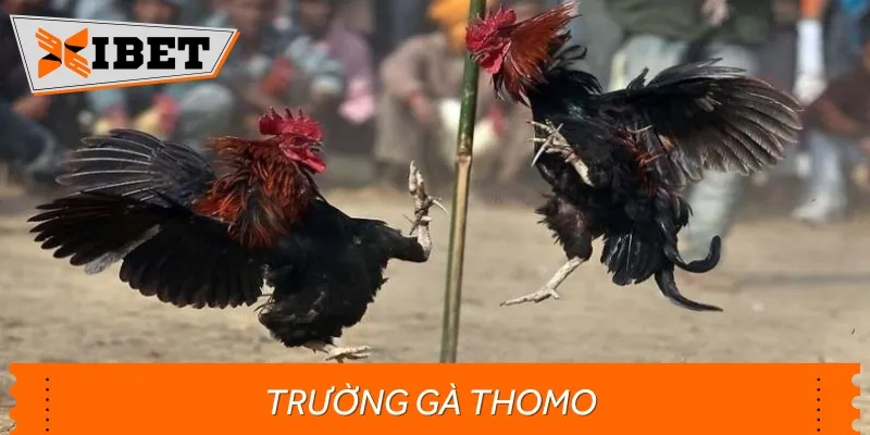 Trường gà Thomo là nơi diễn ra những trận đấu hấp dẫn