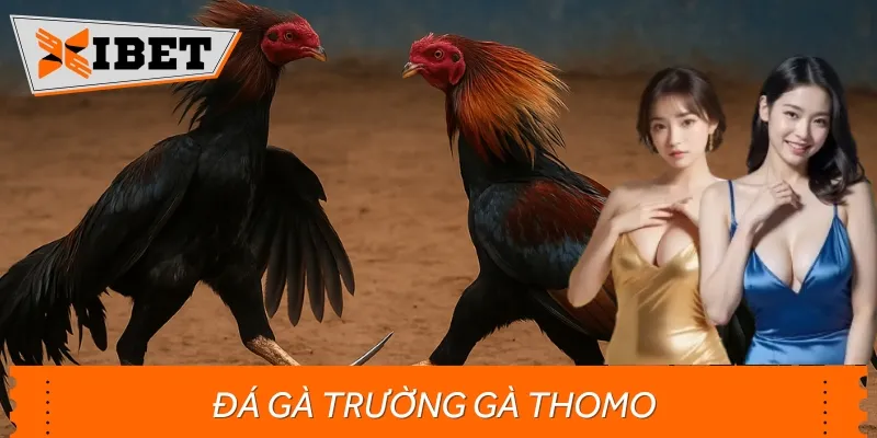 Đá Gà Trường Gà Thomo – Bộ Môn Giải Trí Được Yêu Thích