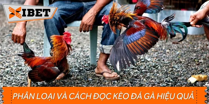 Cần nắm rõ về phân loại cũng như cách đọc kèo đá gà chi tiết