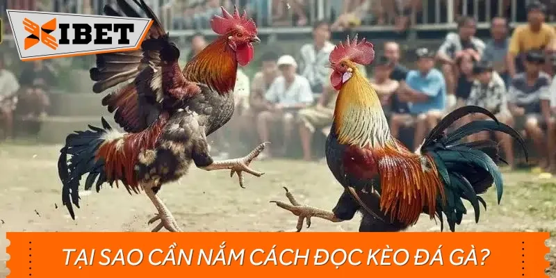 Hiểu rõ về cách đọc kèo đá gà hiểu quả giúp bạn kiểm soát vốn tốt hơn