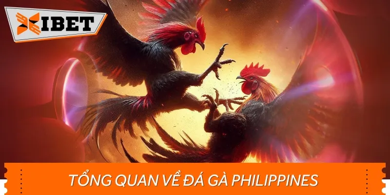 Đá gà chọi Philippines được nhiều anh em dành nhiều tình cảm